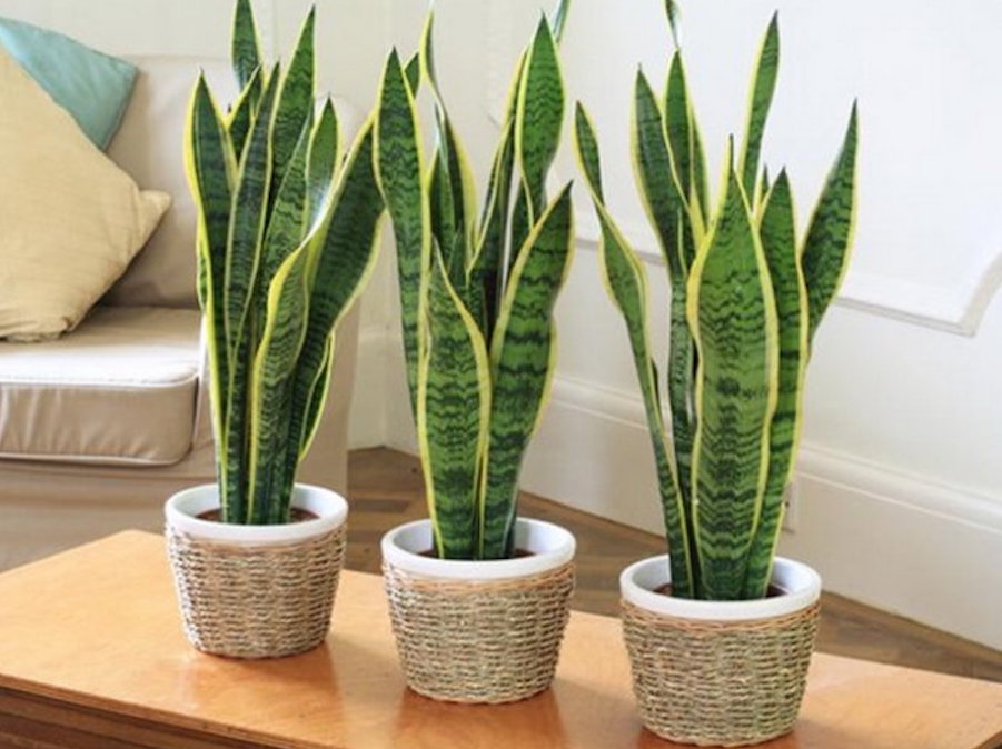 Cây Lưỡi Hổ (Snake Plant)