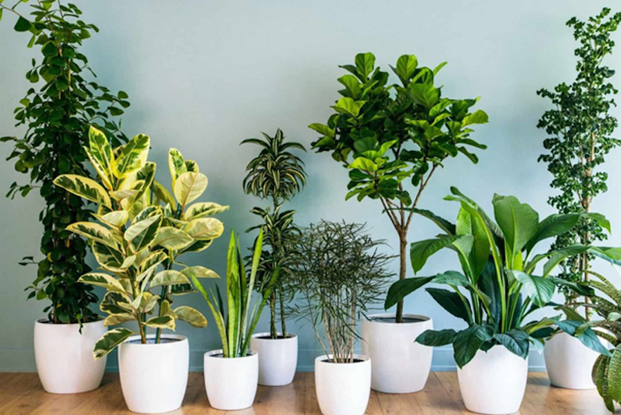 Trồng Cây Trong Nhà Có Tốt Không?